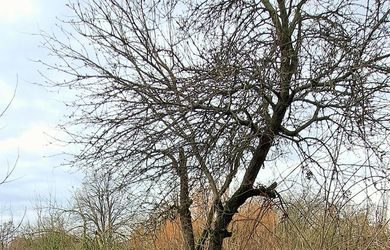 Stavebný pozemok, intravilán 1.382m2, šírka 24m, Levice (SM)
