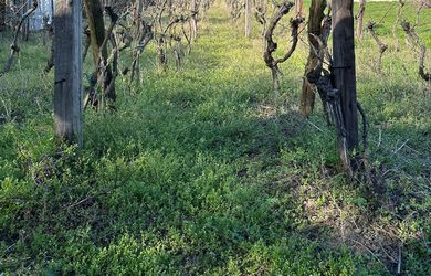 Vinica  – Kamenný Most, Hegyfarok – predaj, prípadne výmena