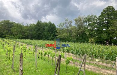 Vinohrad Svätý Jur lokalita Hrnčiare, nad byv. družstvom - 12 árov